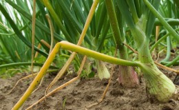 What are the diseases of onions and how to deal with them