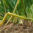 What are the diseases of onions and how to deal with them