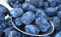 Top best varieties of honeysuckle for the Urals: what are the features of choosing a variety and its cultivation in this region