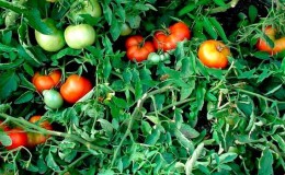 What tomato seeds give a good harvest outdoors