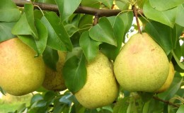 Frost-resistant high-yielding pear variety