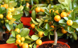 What soil is suitable for tangerine at home