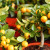 How to grow a tangerine tree at home: care rules