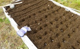 Planting schemes and rules for caring for winter onions