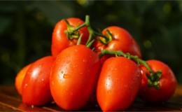 A treat from the garden for real gourmets: tomato