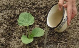 How, when and how to feed a pumpkin during flowering and fruiting: advice from gardeners and common mistakes