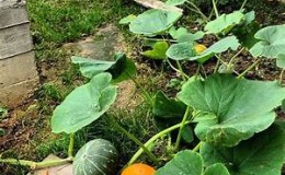 How to pinch a pumpkin outdoors to get a good harvest