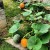 How to pinch a pumpkin outdoors to get a good harvest