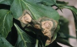 What to do when brown spots appear on pepper
