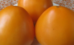 Sustainable, high yielding tomatoes for greenhouse and soil - Golden Domes tomato