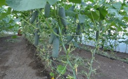 The best self-pollinated varieties of cucumbers for greenhouses in the Urals