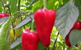 A unique variety with a rich harvest and excellent taste -