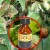 Instructions for processing tomatoes from late blight with iodine and boric acid: we fight the disease quickly and effectively