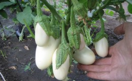 What difficulties does a summer resident need to prepare for when growing an eggplant