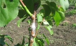 How to properly vaccinate apricot in the summer with your own hands