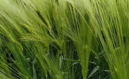Rules for growing winter barley