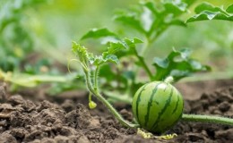 How to water watermelons outdoors: watering frequency and rules
