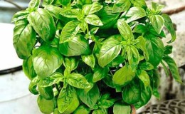 How many days after sowing basil sprouts and what should be the sprouts