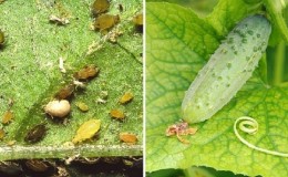 Vinegar is the best folk remedy to fight aphids on cucumbers