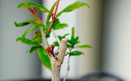 How to properly prune pomegranates in the garden and at home