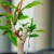 How to properly prune pomegranates in the garden and at home
