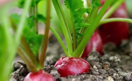 When to plant radishes a second time in the summer and how to do it right