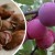 Is it possible to grow a cherry plum from a stone at home and how to do it