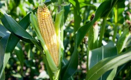 How corn grows: photos and stages of cultivation, advice from experienced farmers