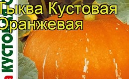 The best varieties of bush pumpkin and features of their cultivation