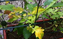 Why do yellow spots appear on tomato leaves in a greenhouse and how to save your tomato crop