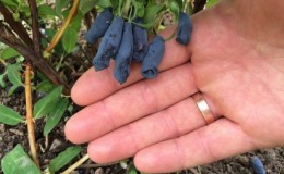 Why honeysuckle does not bear fruit well