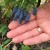 Why honeysuckle does not bear fruit well