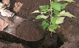We transplant raspberries to a new place in the spring