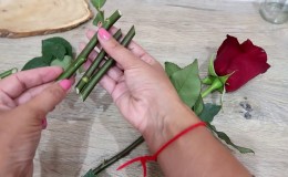 Instructions for beginner florists: how to root a rose from a bouquet at home