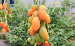 Tall and harvestable tomato