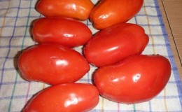 Is it worth growing the Knyaginya tomato: the opinions of summer residents and the secrets of obtaining a rich harvest of aromatic tomatoes