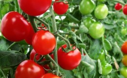 Ideal for greenhouses, early maturing and high-yielding tomato
