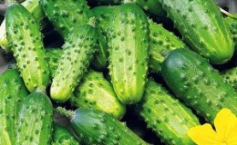Cucumber variety