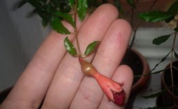Step by step guide to propagating pomegranate cuttings at home