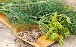 Effective dill treatment for urinary incontinence: folk recipes and dosage regimen