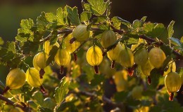When gooseberries ripen in the Moscow region and how to determine the ripeness of berries
