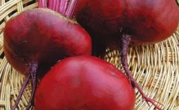 Consistently yielding and incredibly tasty Egyptian flat beets for the best borscht, preparations and salads