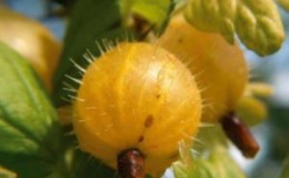General characteristics and description of varieties of hairy gooseberries