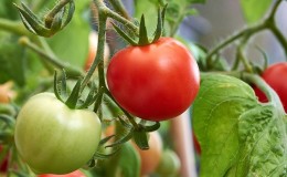 How to water tomatoes to blush faster: the best top dressing for tomatoes and life hacks to accelerate ripening