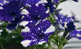 Vegetative petunia Starry sky with amazing looking flowers