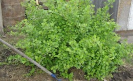 Why gooseberries don't have berries and how to fix it