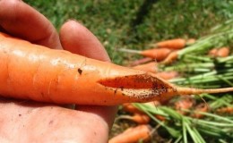 What to do if carrots burst and crack in the garden, and why this happens