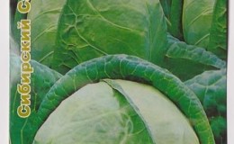 Review of the variety of white cabbage Dominanta f1