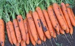 What carrots Vita Long and Bangor F1 have in common