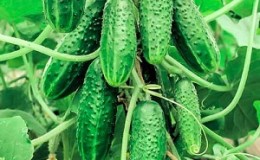 Review of the best bunch varieties of cucumbers for open ground